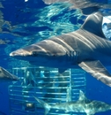 Shark Encounters Cage Tour